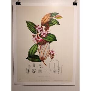 Botanical Illustration Marumia Muscosa Karl Ludwig Blume Print Poster